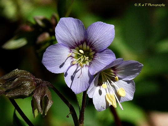 {Polemonium reptans}